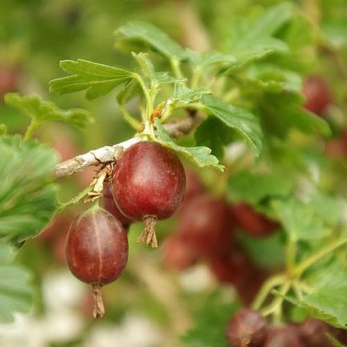 Gooseberry Hinnonmaki Red – Future Forests