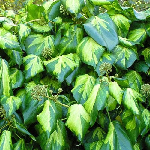 Hedera colchica Paddy’s Pride (Sulpher Heart) – Future Forests