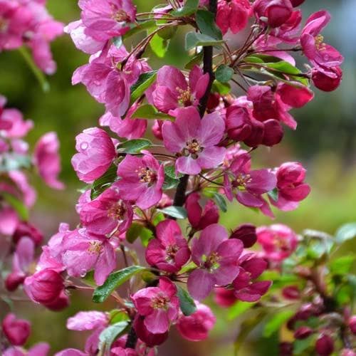 Malus coccinella Courtarou - Flowering Crab apple – Future Forests