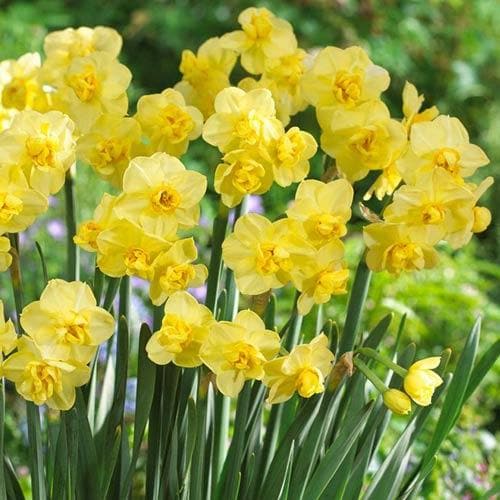 Daffodil Yellow Cheerfulness By Future Forests