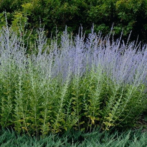 Perovskia atriplicifolia Blue Spire – Future Forests