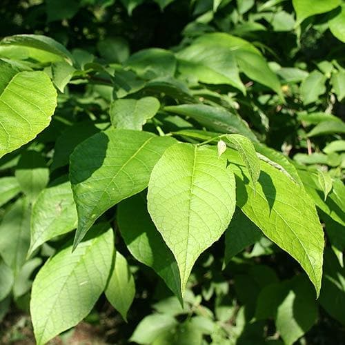 Pterostyrax hispida – Future Forests