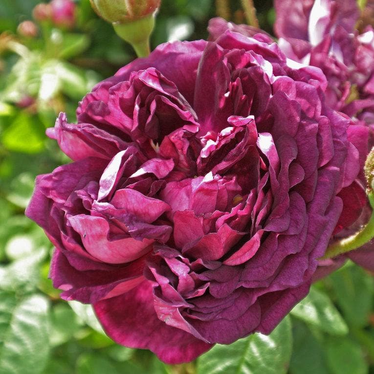 Rosa Cardinal de Richelieu - Gallica Shrub Rose – Future Forests