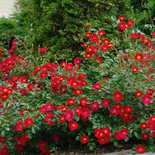 Rosa Flower Carpet Scarlet – Future Forests