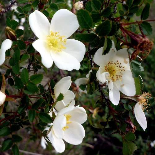 Rosa pimpinellifolia - Wild Rose