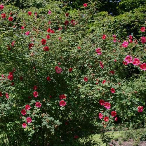 Rosa moyesii Geranium - Shrub Rose – Future Forests