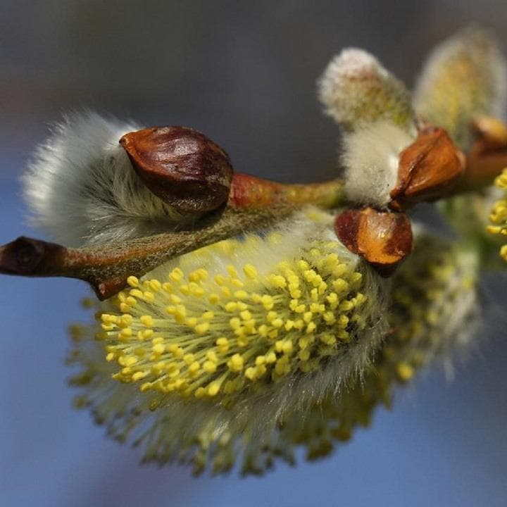 Salix caprea - Pussy Willow – Future Forests