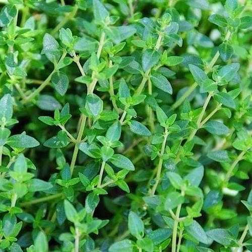 common thyme uses