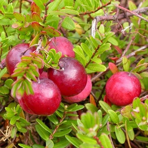 Cranberry Early Black – Future Forests