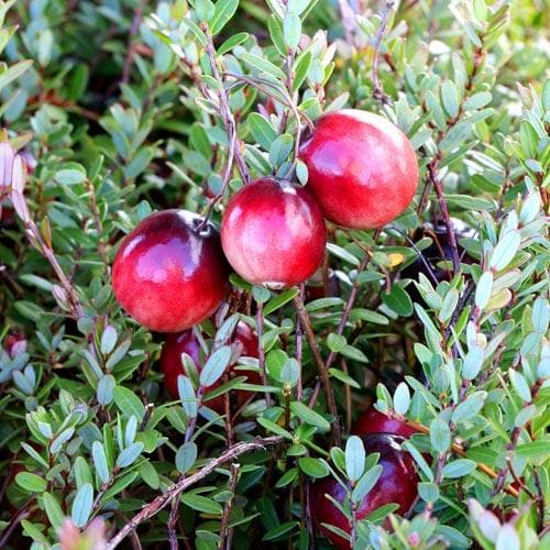 Cranberry Early Black – Future Forests