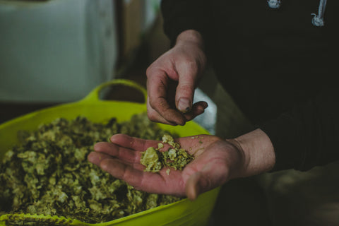 Image is a person holding hops in one hand, with a bucket of hops in the background.