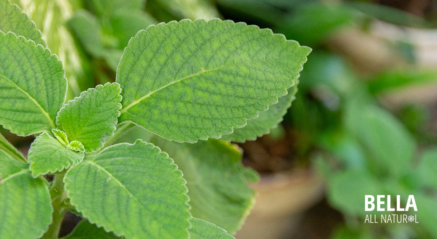 Boldo Leaves