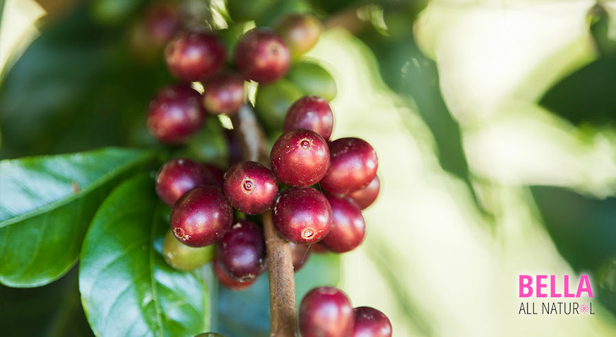 Coffee Cherries Growing