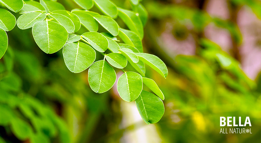 Moringa Leaves