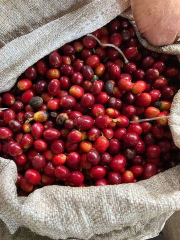Red Coffee Cherries