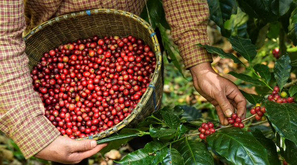 coffee cultivation