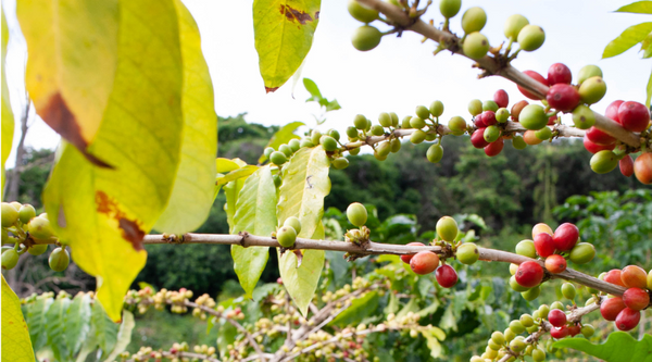 hawaii coffee