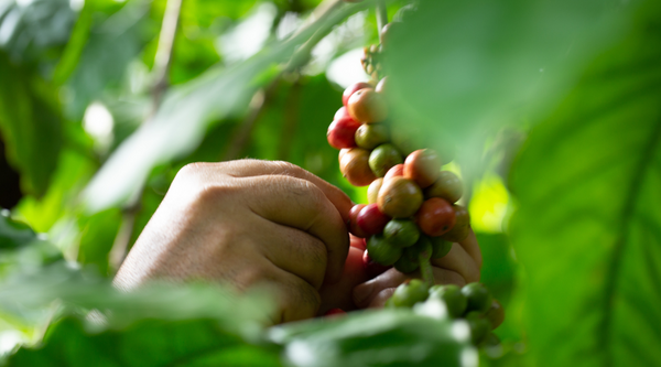 robusta coffee bean selection