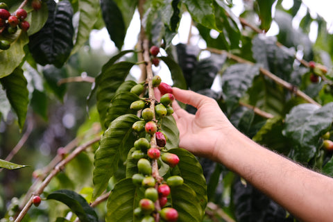 Ka'u Coffee Cherries in the field