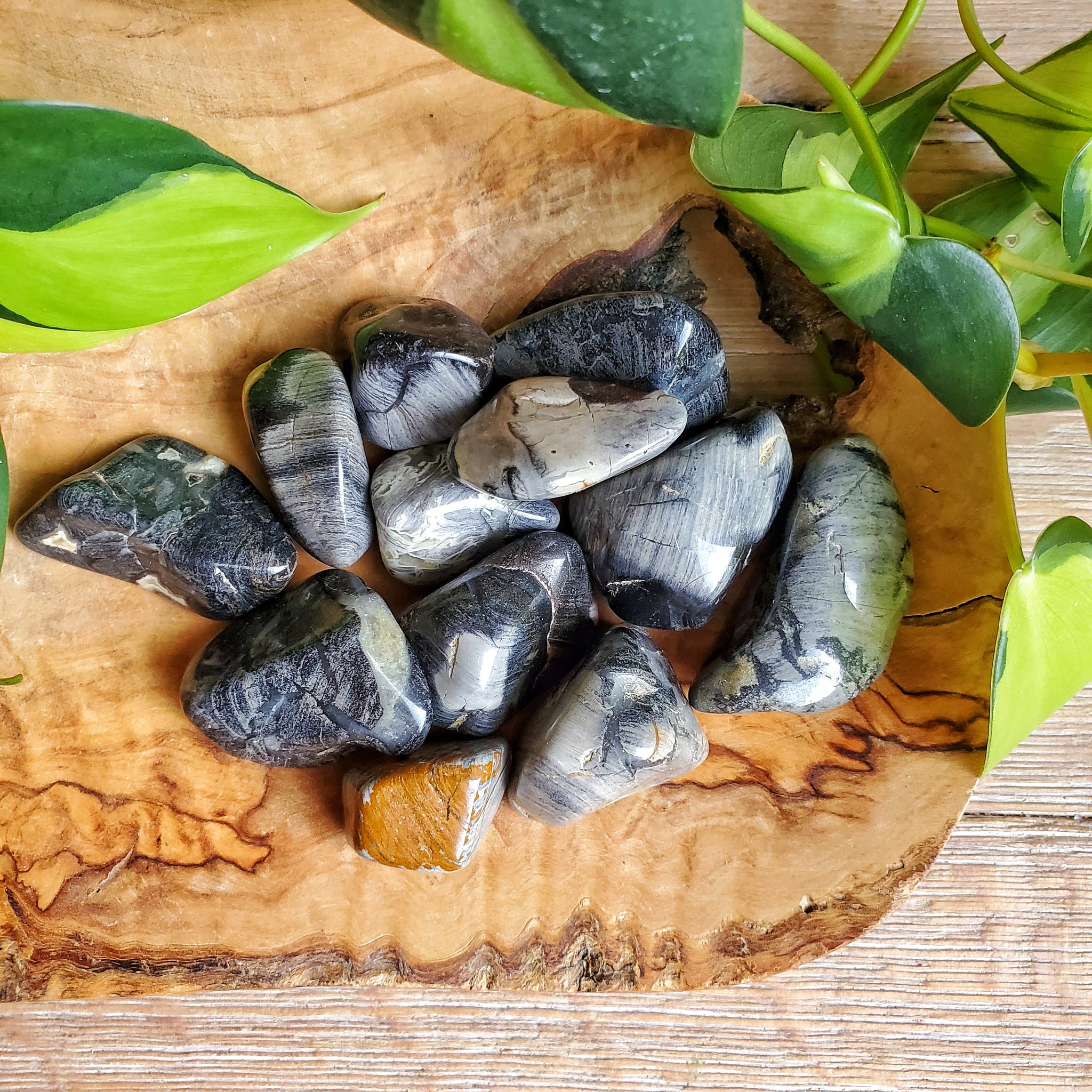 Silver Leaf Jasper Tumbled Stone M Cave Canyon