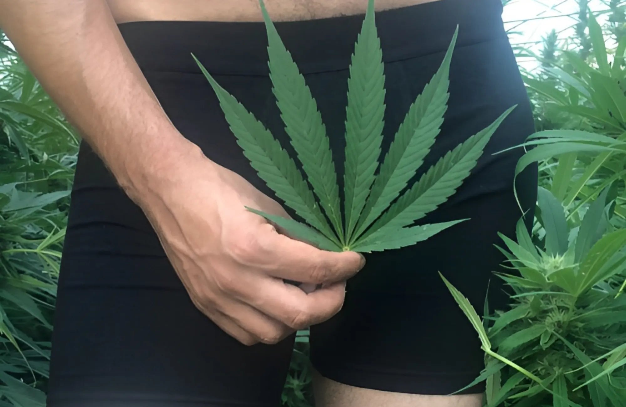 Is Hemp Underwear Better Than Cotton? I Road-Tested a Few Pairs from WAMA  Underwear to Find Out. — Untouchable