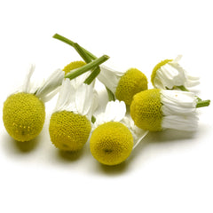 chamomile