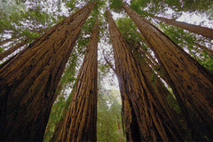 western red cedar dulcimer top