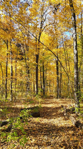 indiana trees decked out with fall color