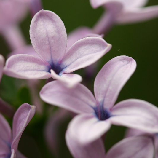 lilac-blossom – Paris Fragrances