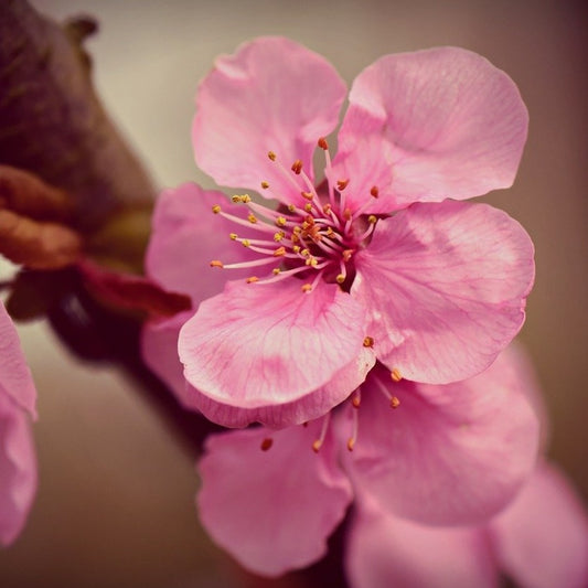 lilac-blossom – Paris Fragrances