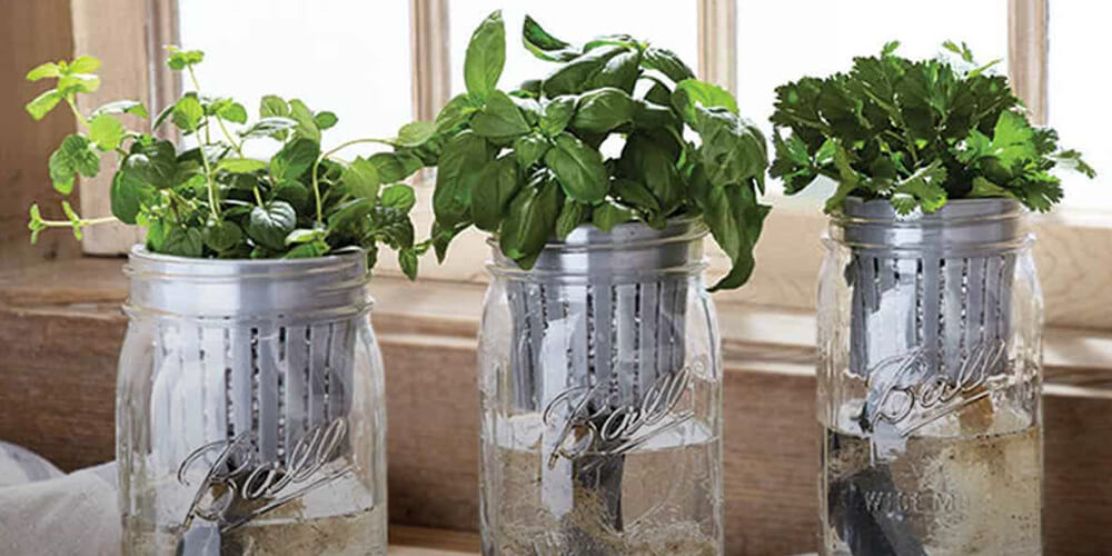 Mason jars for fresh herbs