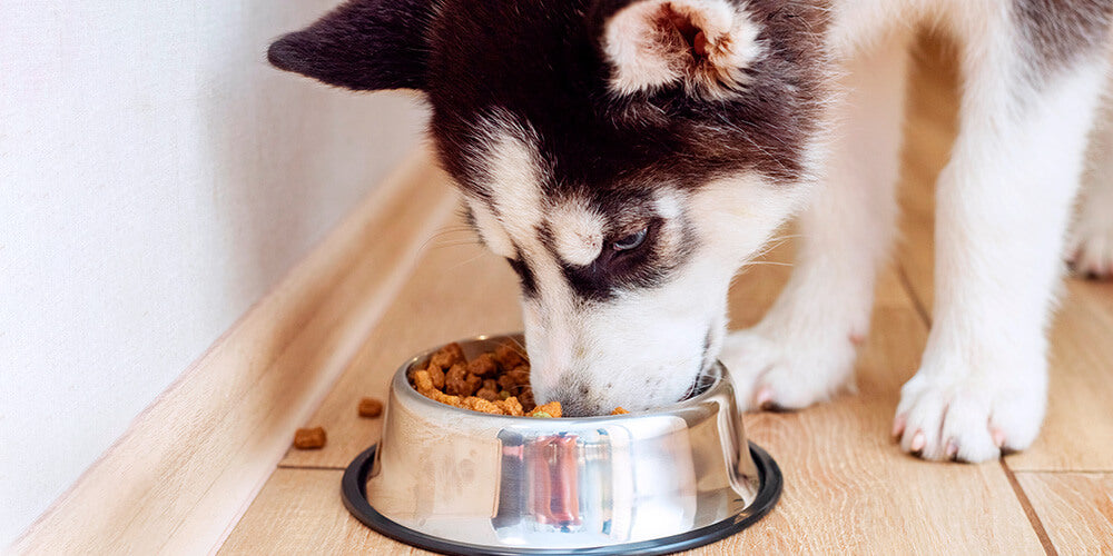 Pet Bowls