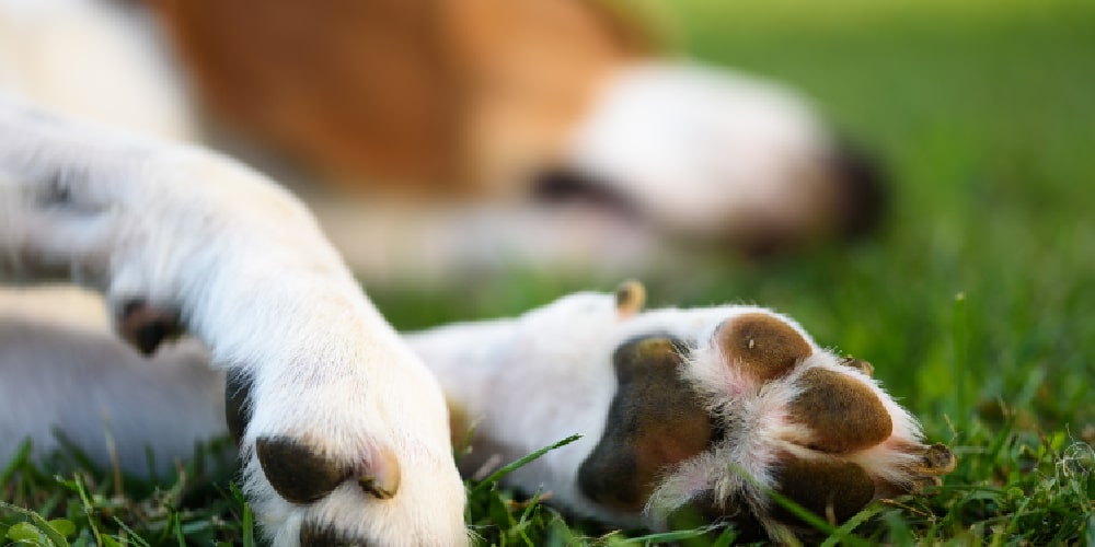 How to use dog nail clippers