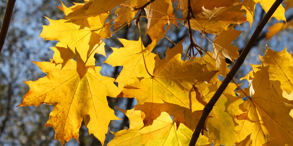 Maple tree diseases and care