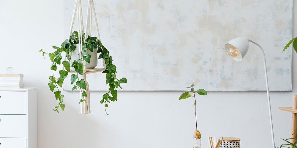 Hanging Plants