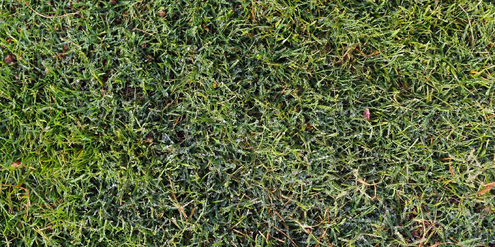 When to apply crabgrass preventer