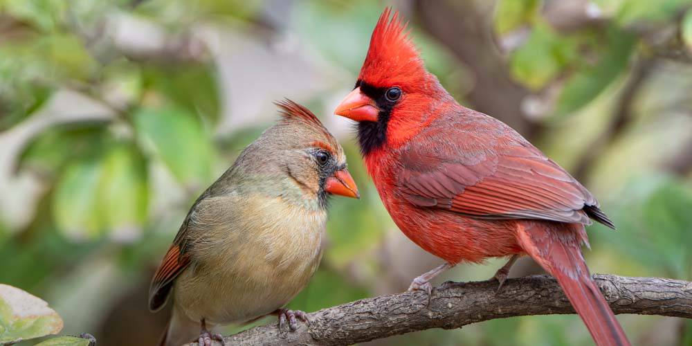 What birds eat black oil sunflower seeds