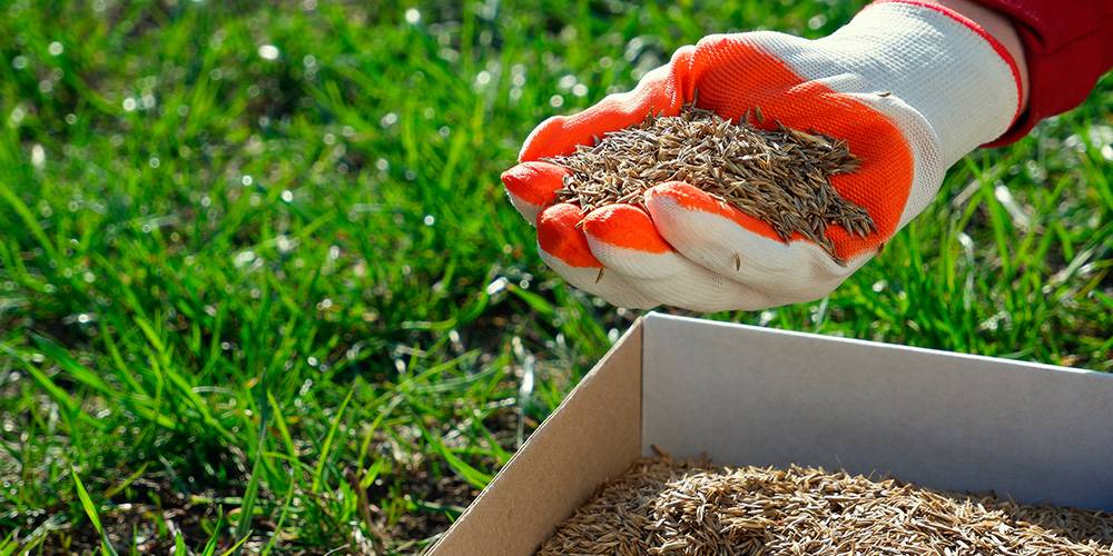 When to plant grass seed