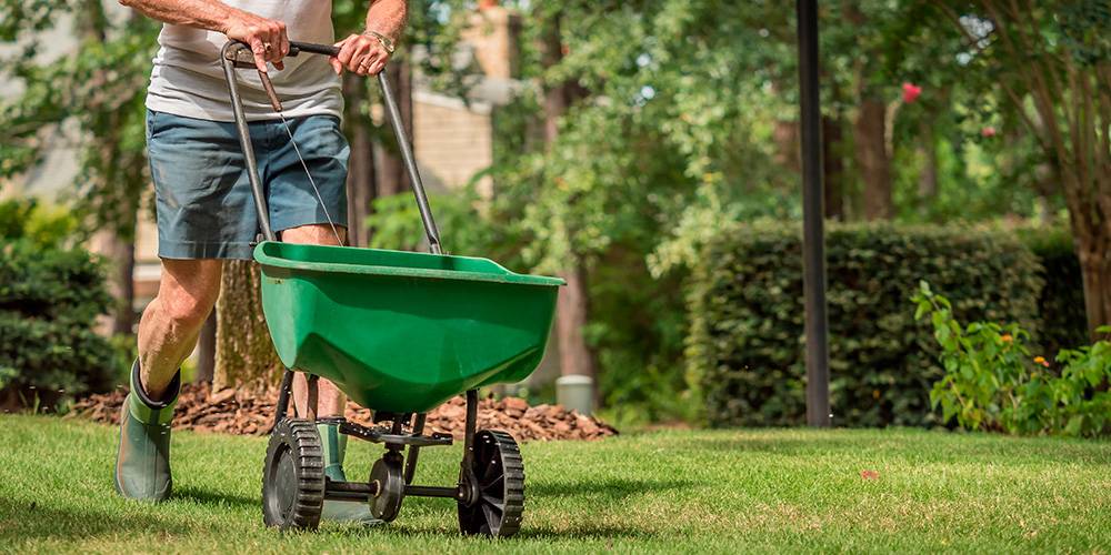 When to plant grass seed