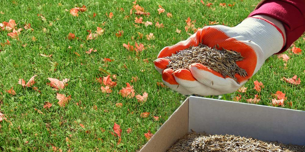 Best Grass Seed for Your Yard 