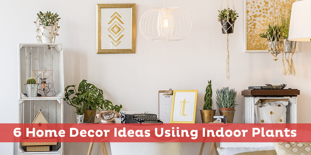 Home Decor Ideas Using Indoor Plants    