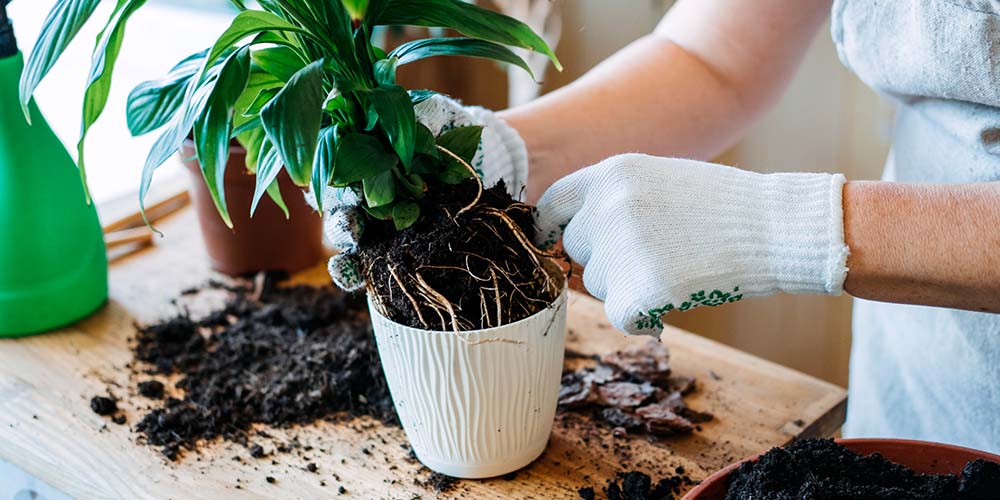 Easy Steps for How To Repot a Plant 
