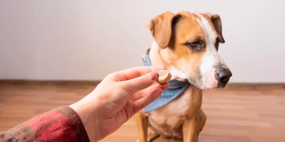 Finding the Best Dog Treat