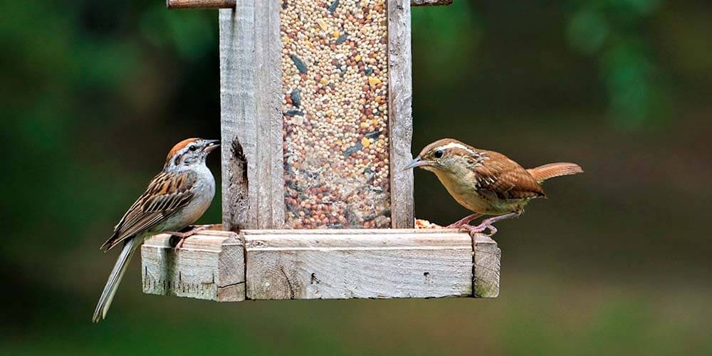 How To Clean Bird Feeders