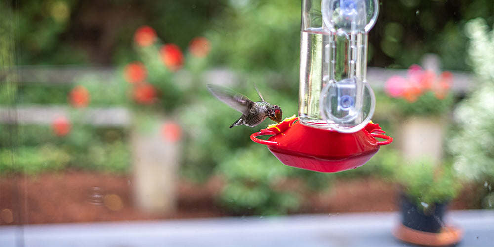 Hummingbird feeder location