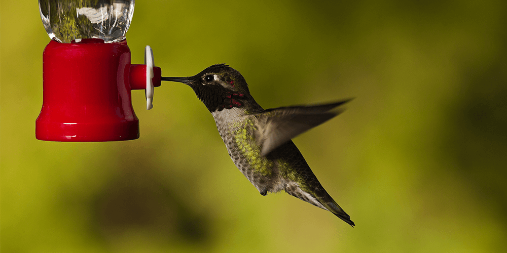 Nectar - bird food