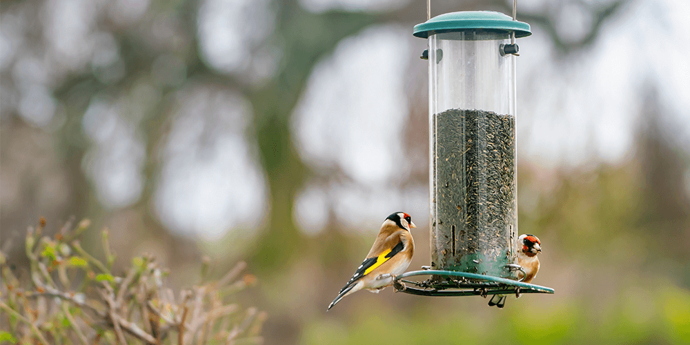 Nyjer Seed - bird seed