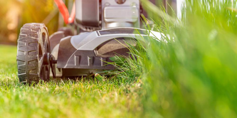 Best time to mow the lawn