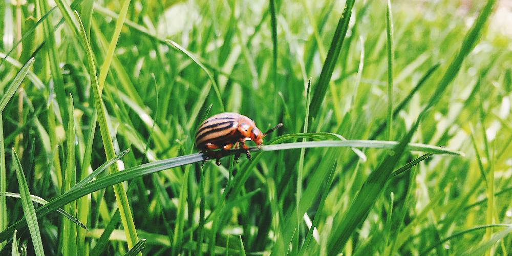 best insect killer for lawns