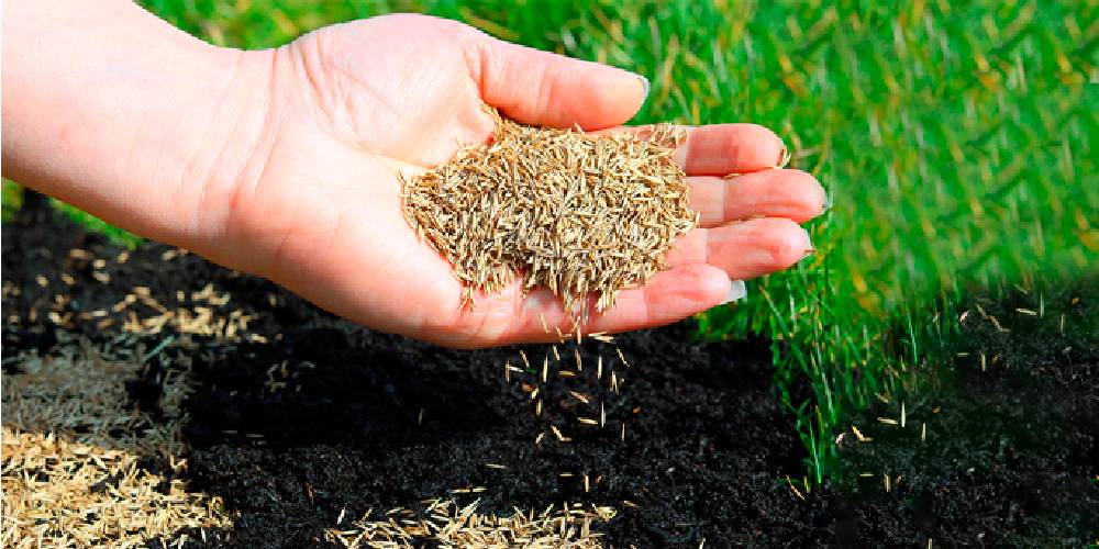 When to plant grass seed